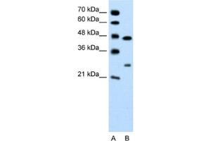 Western Blotting (WB) image for anti-Claudin 18 (CLDN18) antibody (ABIN2462406) (Claudin 18 抗体)