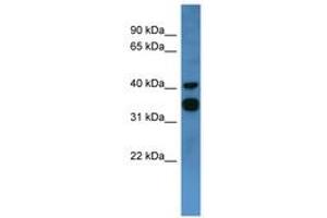 Image no. 1 for anti-Coagulation Factor II (thrombin) Receptor-Like 2 (F2RL2) (C-Term) antibody (ABIN6746742) (F2RL2 抗体  (C-Term))