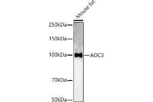 Western Blotting (WB) image for anti-Amine Oxidase, Copper Containing 3 (Vascular Adhesion Protein 1) (AOC3) (AA 27-190) antibody (ABIN3015816)