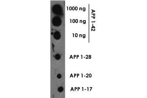 Dot blot of Beta amyloid polyclonal antibody  at a 1 : 1000 dilution. (APP 抗体)
