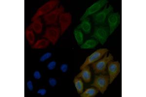 Caldesmon Mouse Monoclonal Antibody staining Hela cells by IF/ICC. (Caldesmon 抗体  (C-Term))