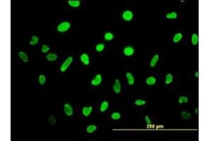 Immunofluorescence (IF) image for anti-High Mobility Group Box 2 (HMGB2) (AA 1-196) antibody (ABIN614619) (HMGB2 抗体  (AA 1-196))
