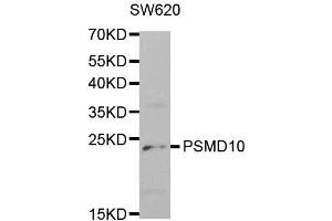 Western Blotting (WB) image for anti-Proteasome (Prosome, Macropain) 26S Subunit, Non-ATPase, 10 (PSMD10) antibody (ABIN1874388) (PSMD10 抗体)