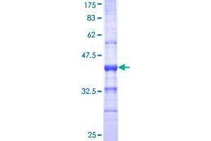 SIGLEC8 Protein (AA 18-121) (GST tag)