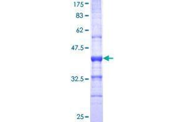 SIGLEC8 Protein (AA 18-121) (GST tag)