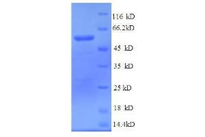 SDS-PAGE (SDS) image for Nucleolin (NCL) (AA 2-482), (partial) protein (His tag) (ABIN5713692) (Nucleolin Protein (NCL) (AA 2-482, partial) (His tag))