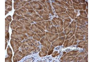 IHC-P Image PDIR antibody [N1N3] detects PDIR protein at cytoplasm in mouse pancreas by immunohistochemical analysis. (PDIA5 抗体)