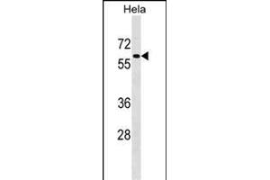 F1 Antibody (C-term) (ABIN1537336 and ABIN2848676) western blot analysis in Hela cell line lysates (35 μg/lane). (PAF1/PD2 抗体  (C-Term))