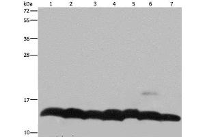 Western Blot analysis of K562 cell, Mouse pancreas tissue and Hela cell, Mouse thymus tissue and 293T cell, NIH/3T3 and LoVo cell using Histone H4 Polyclonal Antibody at dilution of 1:300 (Histone H4 抗体)