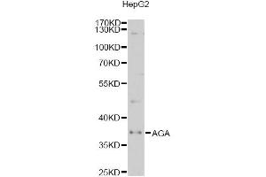 Western blot analysis of extracts of HepG2 cells, using AGA antibody (ABIN2560967) at 1:1000 dilution. (AGA 抗体)