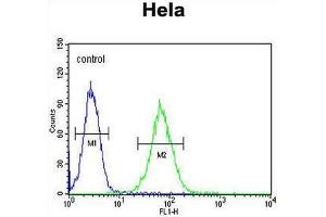 SMYD1 Antibody (C-term) flow cytometric analysis of Hela cells (right histogram) compared to a negative control cell (left histogram). (SMYD1 抗体  (C-Term))