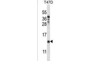 CHCH8 Antibody (C-term) (ABIN1537463 and ABIN2849333) western blot analysis in T47D cell line lysates (35 μg/lane). (COA4 抗体  (C-Term))