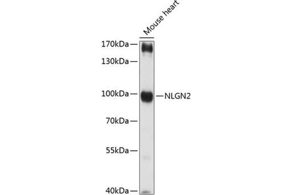 Neuroligin 2 antibody  (AA 15-180)