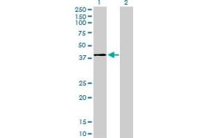 Western Blot analysis of MAPK11 expression in transfected 293T cell line by MAPK11 monoclonal antibody (M03), clone 1F9. (MAPK11 抗体  (AA 255-364))