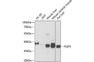 Western blot analysis of extracts of various cell lines using AQP9 Polyclonal Antibody at dilution of 1:1000. (AQP9 抗体)