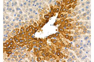 ABIN6261999 and ABIN6277813 at 1/100 staining Rat liver tissue by IHC-P. (GLN1 抗体  (C-Term))