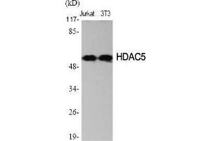 Western Blot (WB) analysis of specific cells using HDAC2 Polyclonal Antibody. (HDAC2 抗体  (Ser473))