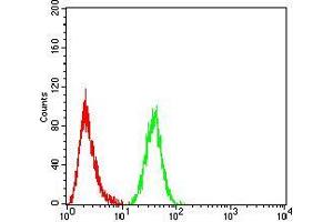 Flow cytometric analysis of HeLa cells using FOXP3 mouse mAb (green) and negative control (red). (FOXP3 抗体  (AA 297-431))