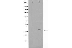 Western blot analysis of 14-3-3 zeta/delta expression in K562 whole cell lysates,The lane on the left is treated with the antigen-specific peptide. (14-3-3 zeta 抗体  (C-Term))