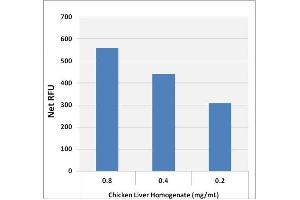 Biochemical Assay (BCA) image for Glycogen Assay Kit (Fluorometric) (ABIN5067566)