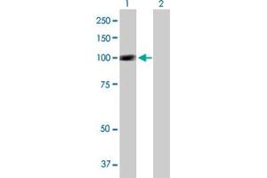 Western Blot analysis of SIK1 expression in transfected 293T cell line by SIK1 MaxPab polyclonal antibody. (SIK1 抗体  (AA 1-783))