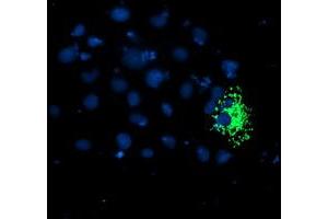 Immunofluorescence (IF) image for anti-TNF Receptor-Associated Protein 1 (TRAP1) antibody (ABIN1501499)