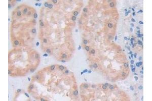 Detection of ATXN10 in Human Kidney Tissue using Polyclonal Antibody to Ataxin 10 (ATXN10) (Ataxin 10 抗体  (AA 116-302))
