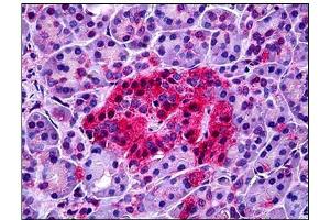 Human Pancreas: Formalin-Fixed, Paraffin-Embedded (FFPE) (NTSR1 抗体)