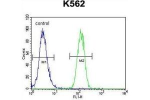 Flow cytometric analysis of K562 cells using FOXI3 Antibody (Center) Cat. (FOXI3 抗体  (Middle Region))