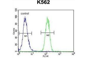 Flow cytometric analysis of K562 cells using FOXI3 Antibody (Center) Cat.