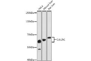 Western blot analysis of extracts of various cell lines, using Cdc25C antibody (ABIN7266251) at 1:1000 dilution. (CDC25C 抗体)