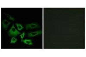 Immunofluorescence analysis of A549 cells, using NT5C1A antibody. (NT5C1A 抗体)