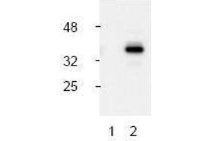 Image no. 1 for anti-Caspase 9, Apoptosis-Related Cysteine Peptidase (CASP9) (Asp330), (N-Term) antibody (ABIN127028) (Caspase 9 抗体  (Asp330, N-Term))