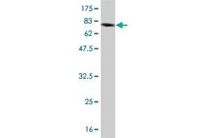 Western Blot detection against Immunogen (85. (IFNA2 抗体  (AA 24-188))