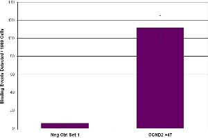 Suz12 antibody (pAb) tested by ChIP. (SUZ12 抗体  (C-Term))