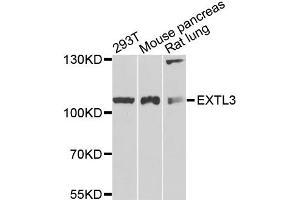 Western blot analysis of extracts of various cell lines, using EXTL3 antibody (ABIN5972043) at 1/1000 dilution. (EXTL3 抗体)