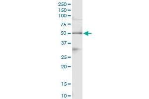 Immunoprecipitation of PA2G4 transfected lysate using anti-PA2G4 MaxPab rabbit polyclonal antibody and Protein A Magnetic Bead , and immunoblotted with PA2G4 purified MaxPab mouse polyclonal antibody (B01P) . (PA2G4 抗体  (AA 1-394))