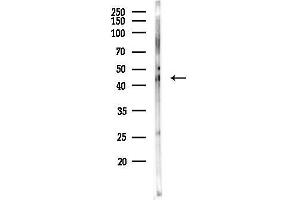 anti-Tripartite Motif Containing 63 (TRIM63) (N-Term) antibody