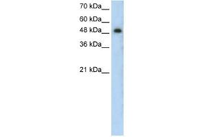 PRKCZ antibody used at 0. (PKC zeta 抗体  (N-Term))