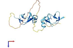 CRIP2 Protein (AA 1-208) (His tag)