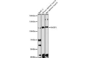 Western blot analysis of extracts of various cell lines, using R antibody (ABIN7269872) at 1:1000 dilution. (RASIP1 抗体)