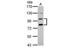 Image no. 1 for anti-Protocadherin alpha 6 (PCDHA6) (AA 84-387) antibody (ABIN1500052) (PCDHA6 抗体  (AA 84-387))