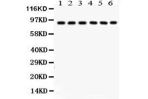 Anti- Oct-1 Picoband antibody, Western blottingAll lanes: Anti Oct-1  at 0. (POU2F1 抗体  (AA 11-240))