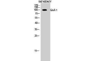 Western Blotting (WB) image for anti-Glutamate Receptor 1 (GLUR1) (Ser43) antibody (ABIN3175285) (Glutamate Receptor 1 抗体  (Ser43))