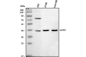 anti-Glutaredoxin 3 (GLRX3) (AA 89-177) antibody