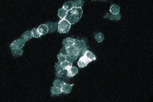 Immunofluorescence staining of PC12 cells (Rat neuroblastoma, ATCC CRL-1721).