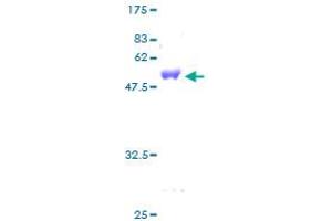 GSTZ1 Protein (AA 1-216) (GST tag)