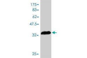 Western Blot detection against Immunogen (38. (PI3 抗体  (AA 1-117))