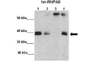 Amount and Sample Type :  Lane 1: 5% InputLane 2: 5% SupLane 3: Normal IgGLane 4: hn-RNPA0 ppt. (HNRNPA0 抗体  (Middle Region))