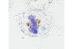 Immunohistochemistry (IHC) image for anti-Nuclear Mitotic Apparatus Protein 1 (NUMA1) (AA 900-950) antibody (ABIN7448994) (NUMA1 抗体  (AA 900-950))